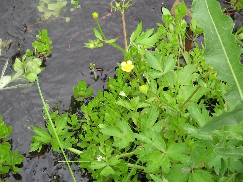Macoun's Buttercup