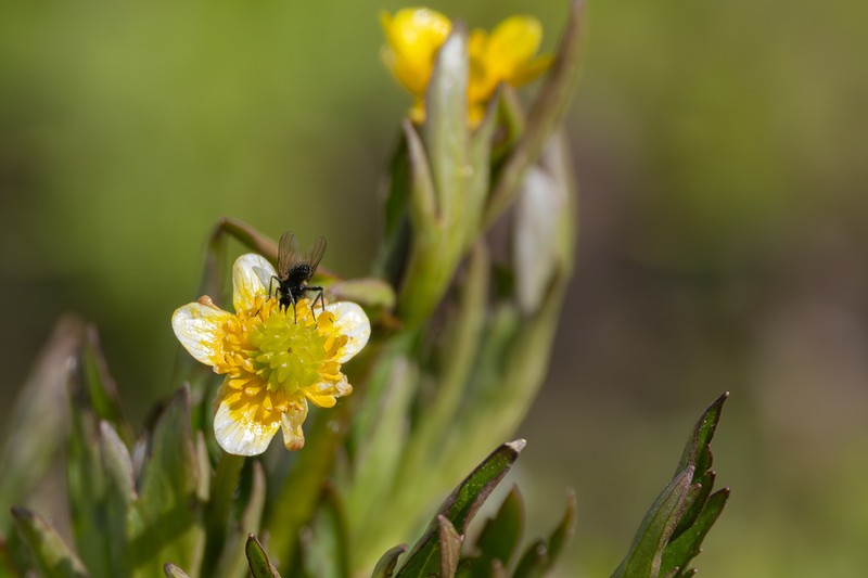 Macoun's Buttercup photo 3