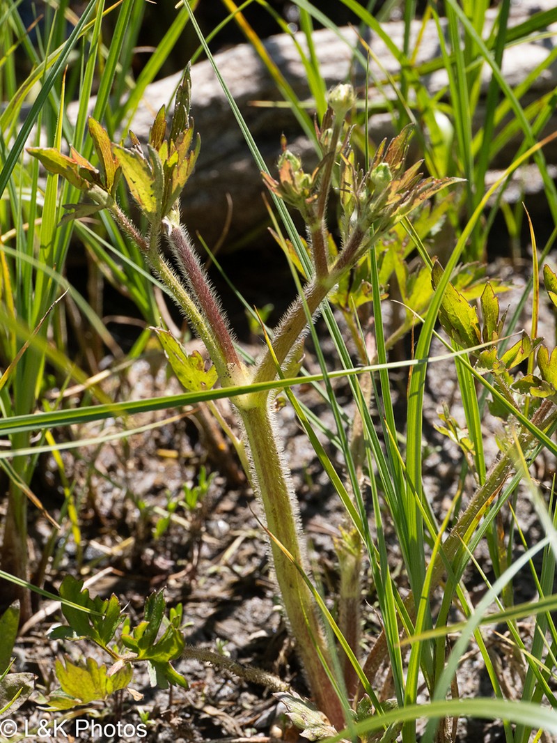 Macoun's Buttercup photo 4