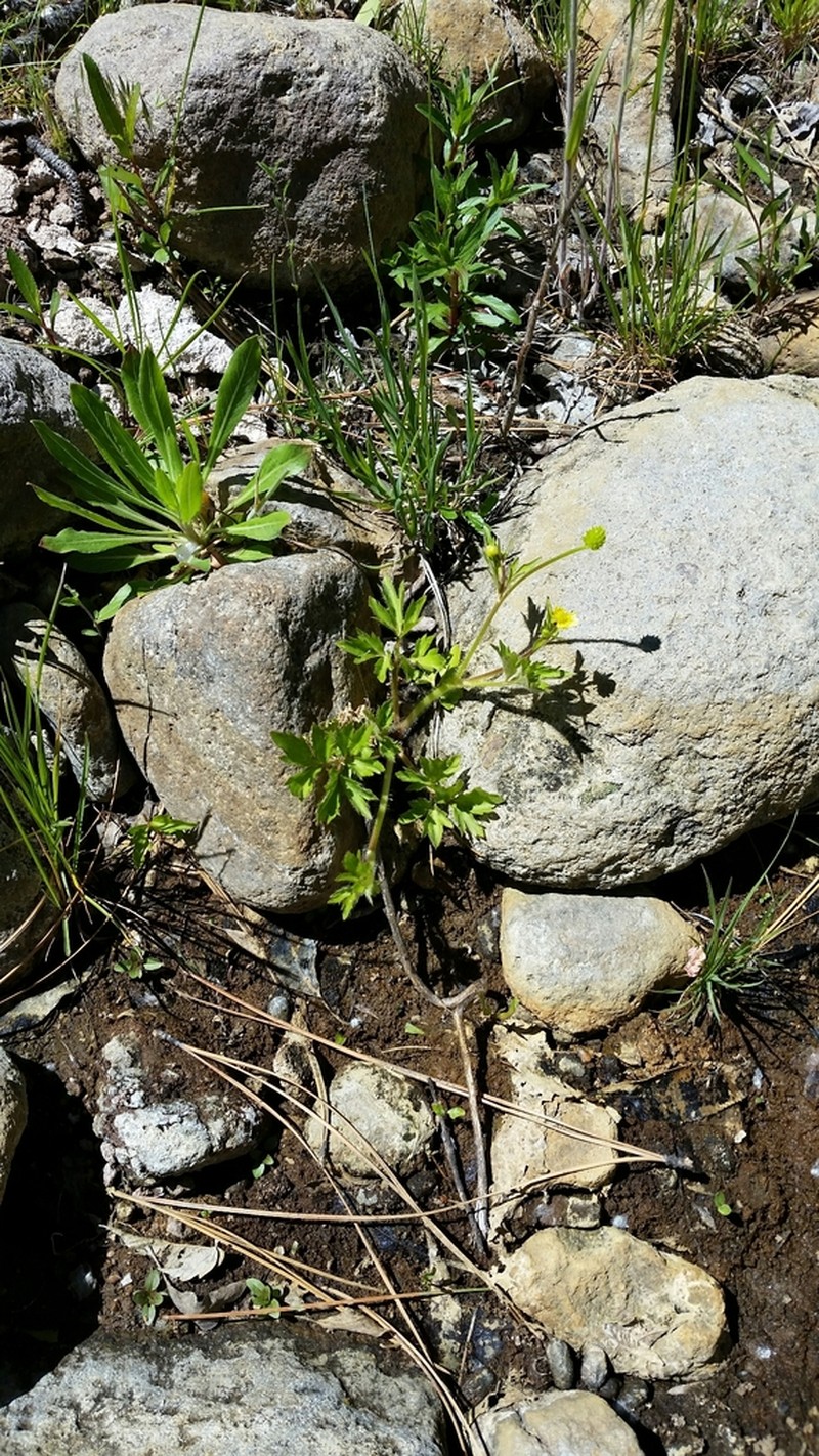 Macoun's Buttercup photo 5