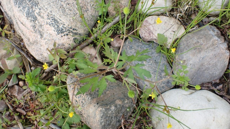 Macoun's Buttercup photo 6