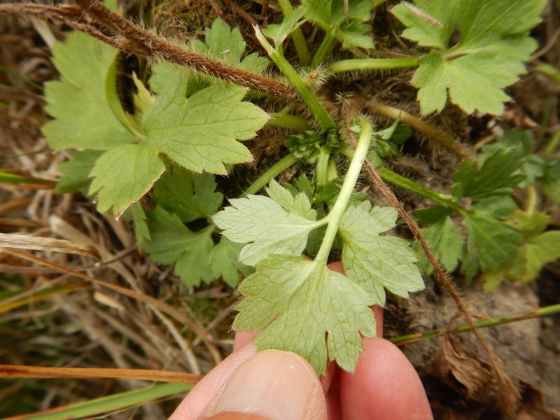 Macoun's Buttercup photo 7