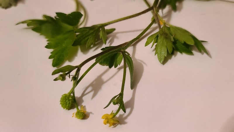 Macoun's Buttercup photo 8