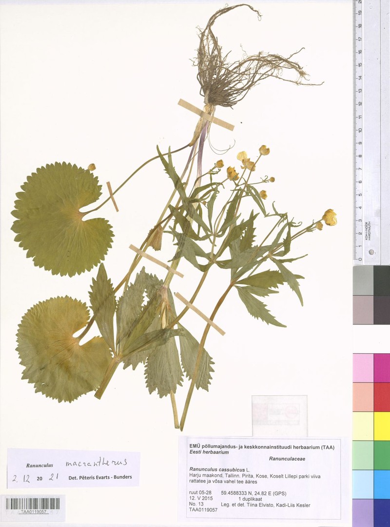 Ranunculus macrantherus