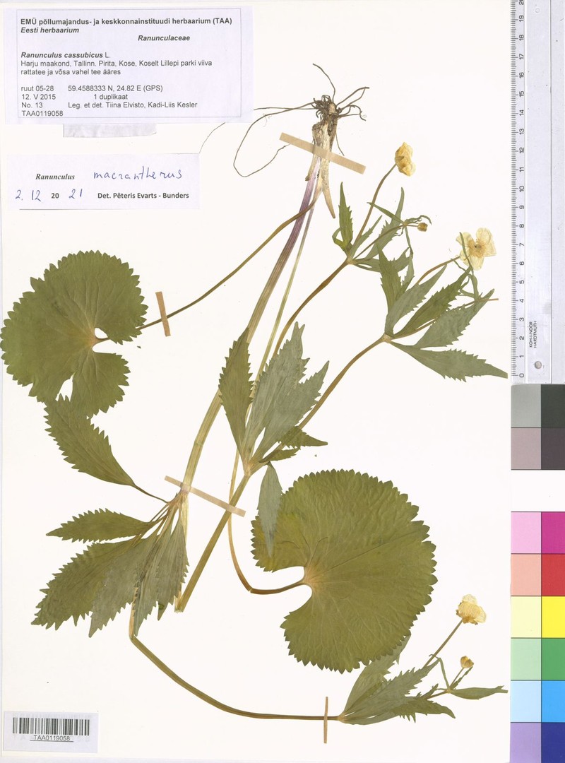 Ranunculus macrantherus photo 2