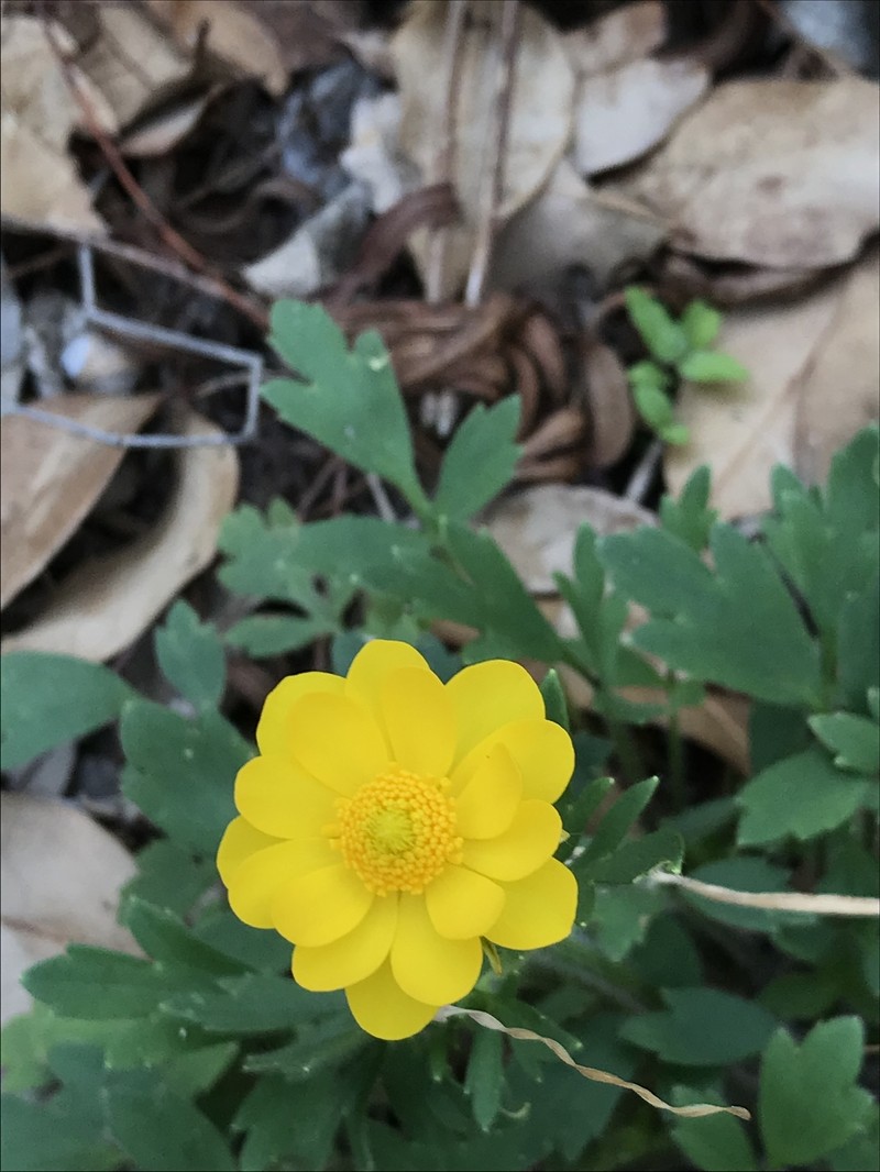 Large Buttercup photo 2