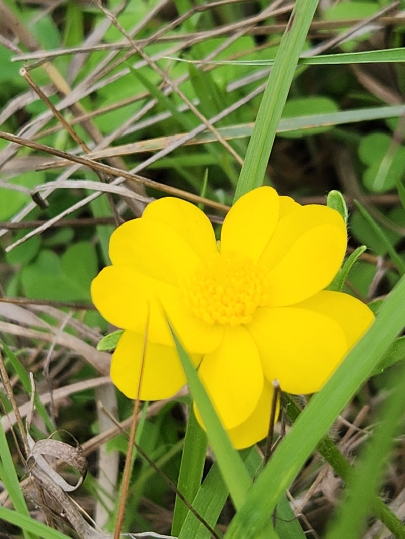 Large Buttercup photo 3