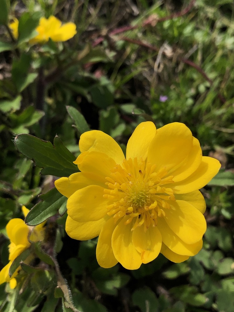 Large Buttercup
