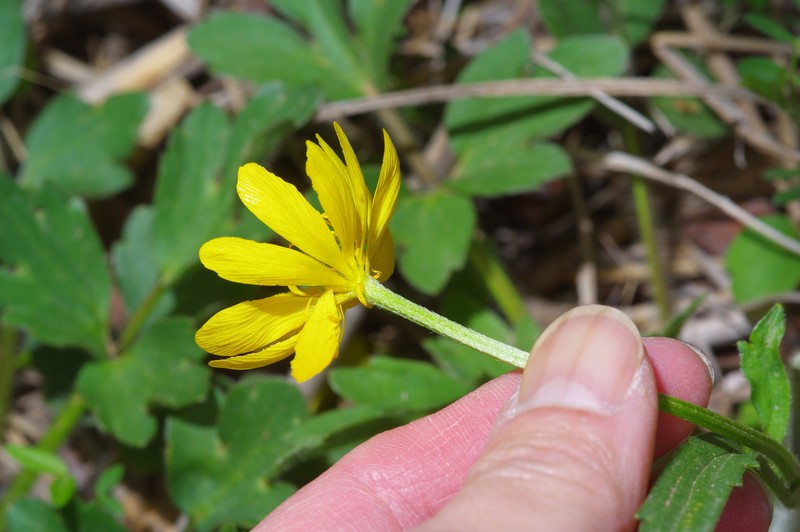 Large Buttercup photo 4