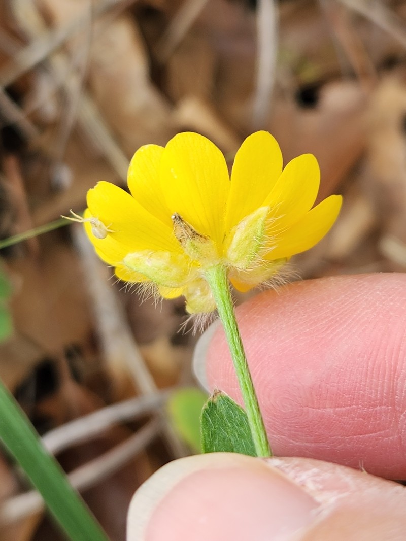 Large Buttercup photo 5