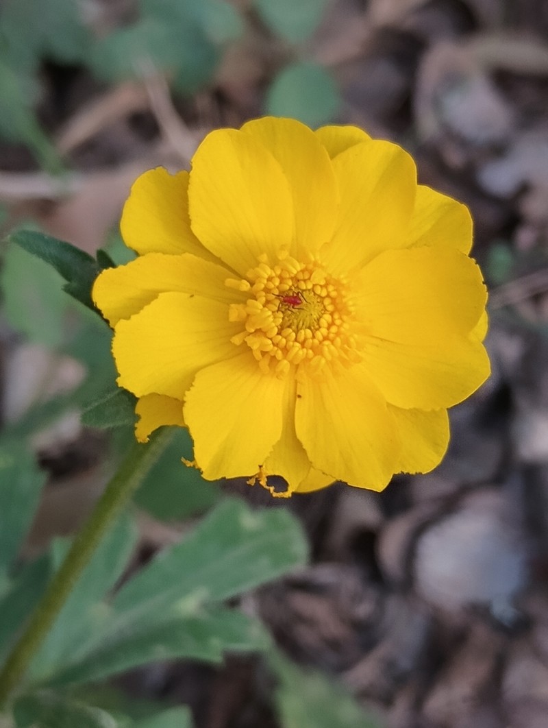 Large Buttercup
