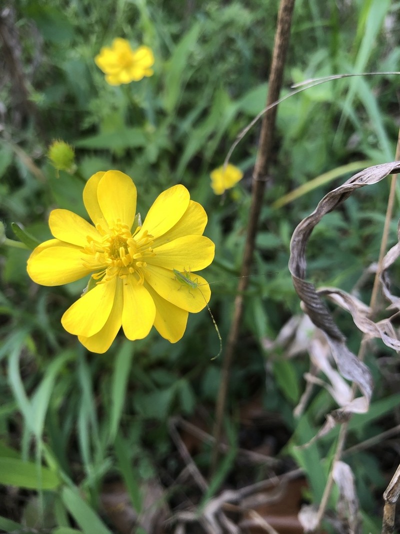 Large Buttercup photo 2