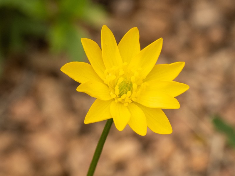 Large Buttercup photo 3
