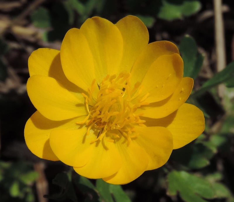Large Buttercup photo 4