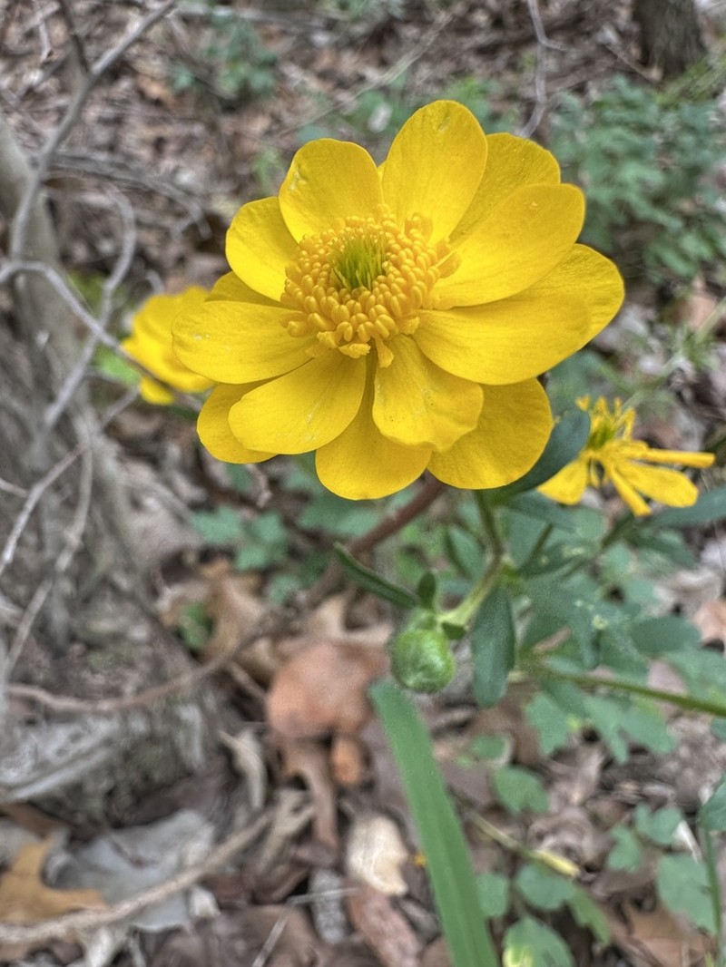 Large Buttercup photo 5