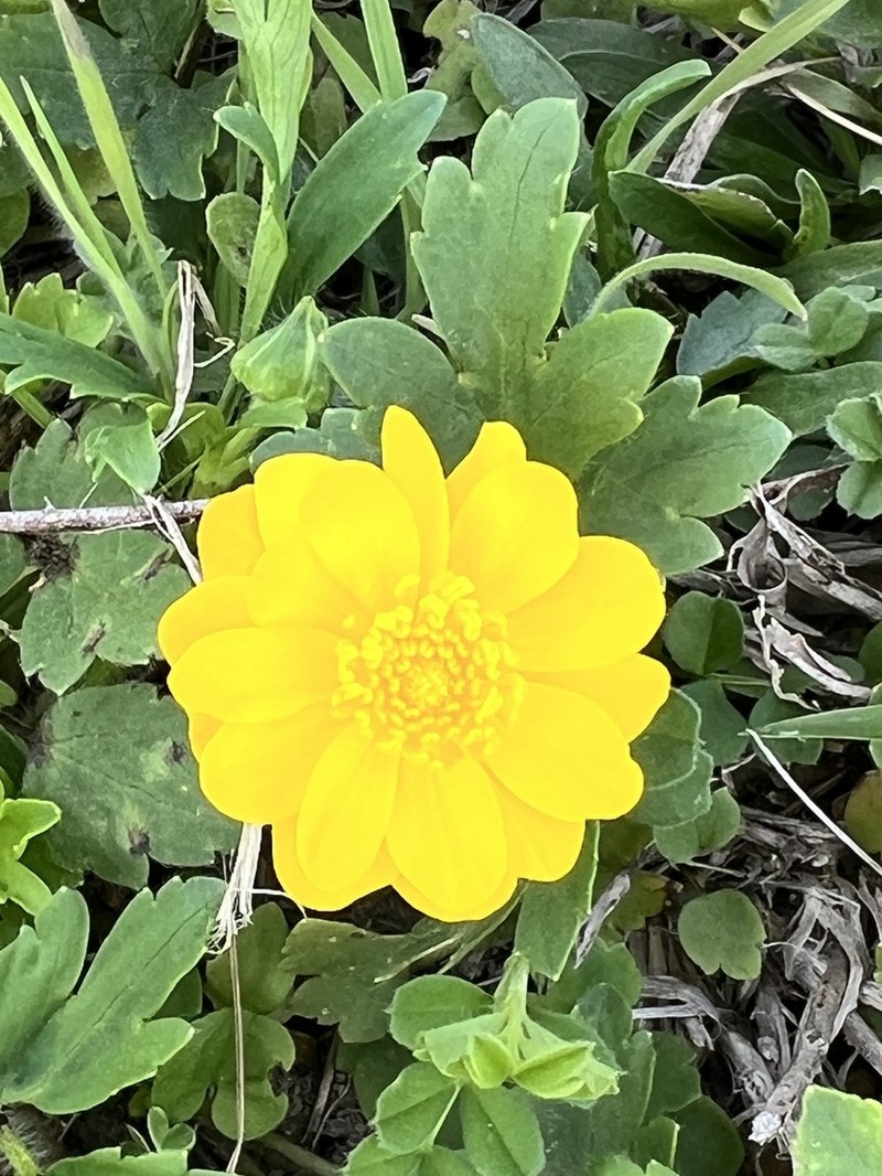 Large Buttercup photo 6