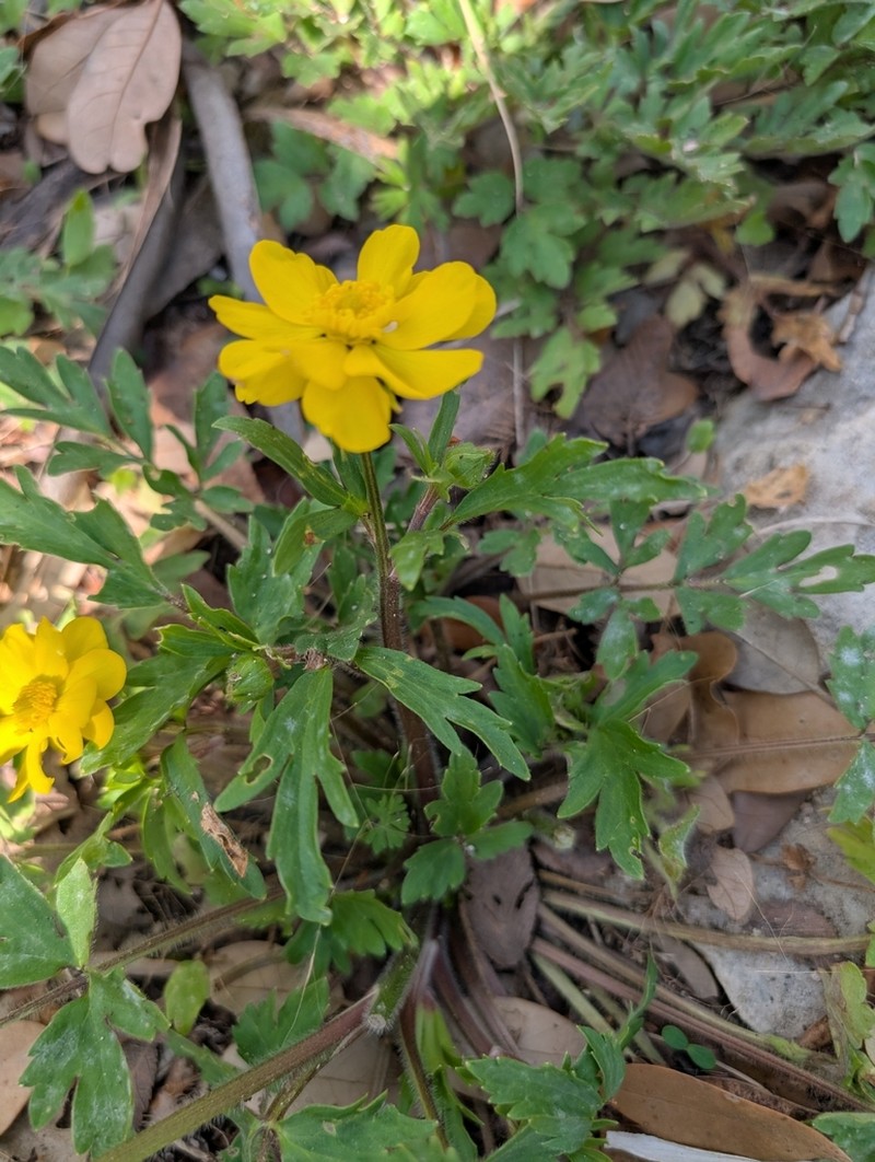Large Buttercup photo 7