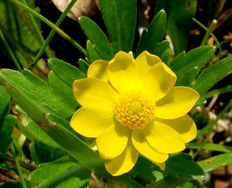 Large Buttercup photo 8