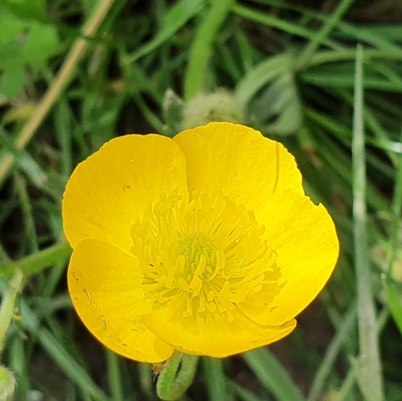 Ranunculus macrophyllus photo 2