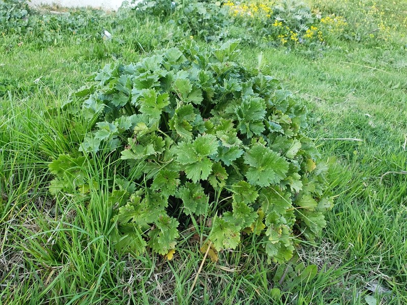 Ranunculus macrophyllus photo 3