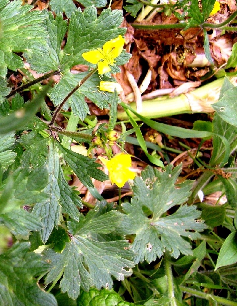 Ranunculus macrophyllus photo 4