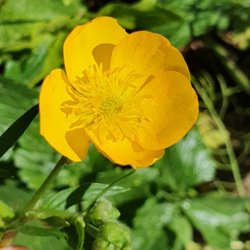 Ranunculus macrophyllus photo 5