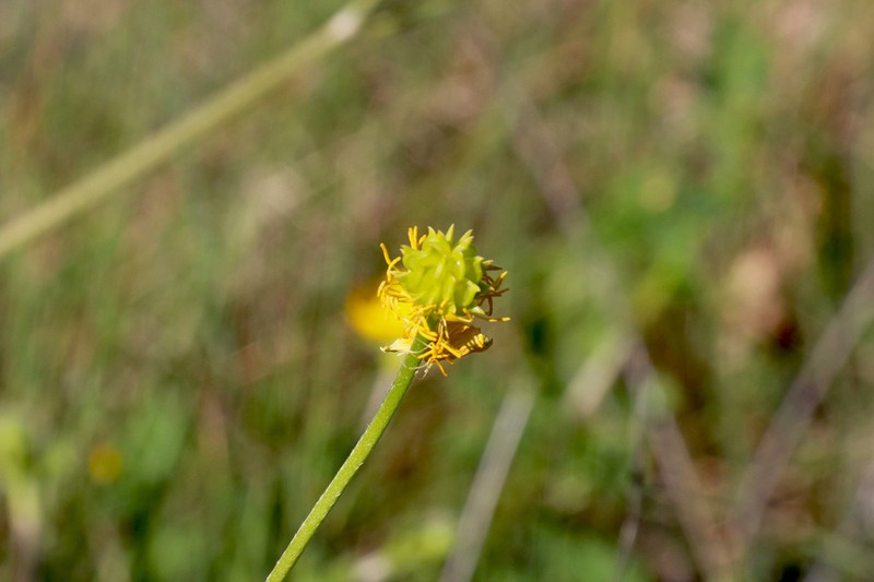 Ranunculus macrophyllus photo 6