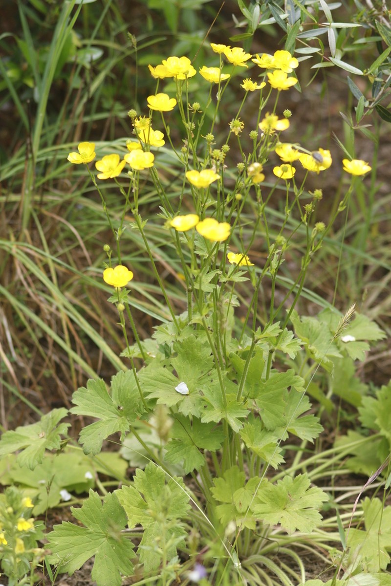 Ranunculus macrophyllus photo 7