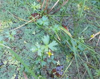 Ranunculus macropus