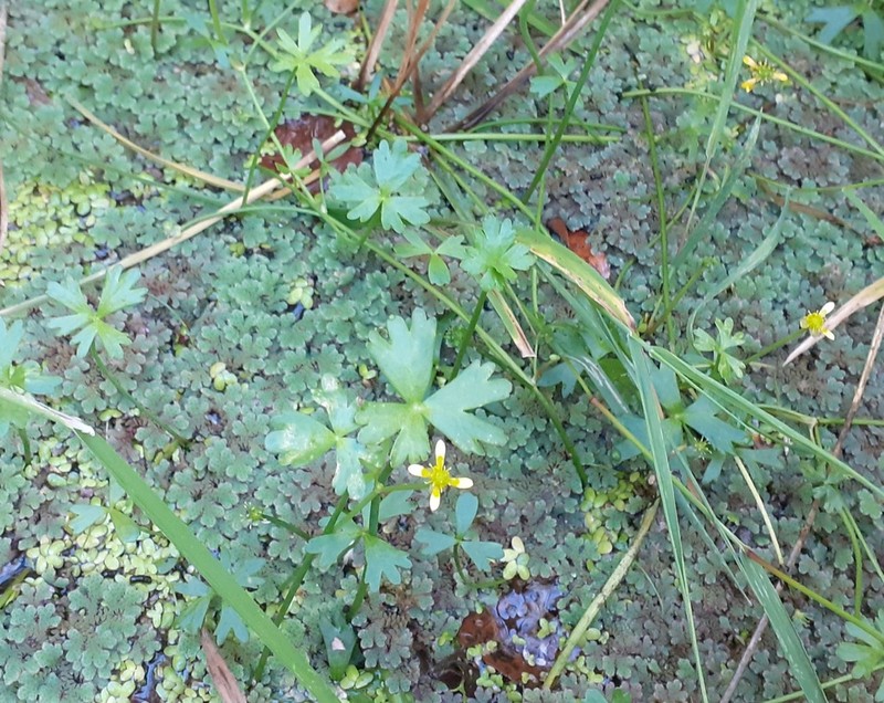 Ranunculus macropus