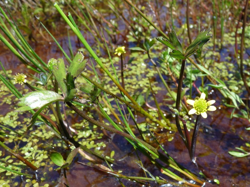 Ranunculus macropus photo 2