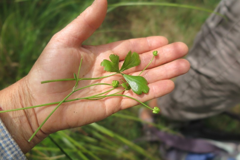 Ranunculus macropus photo 4