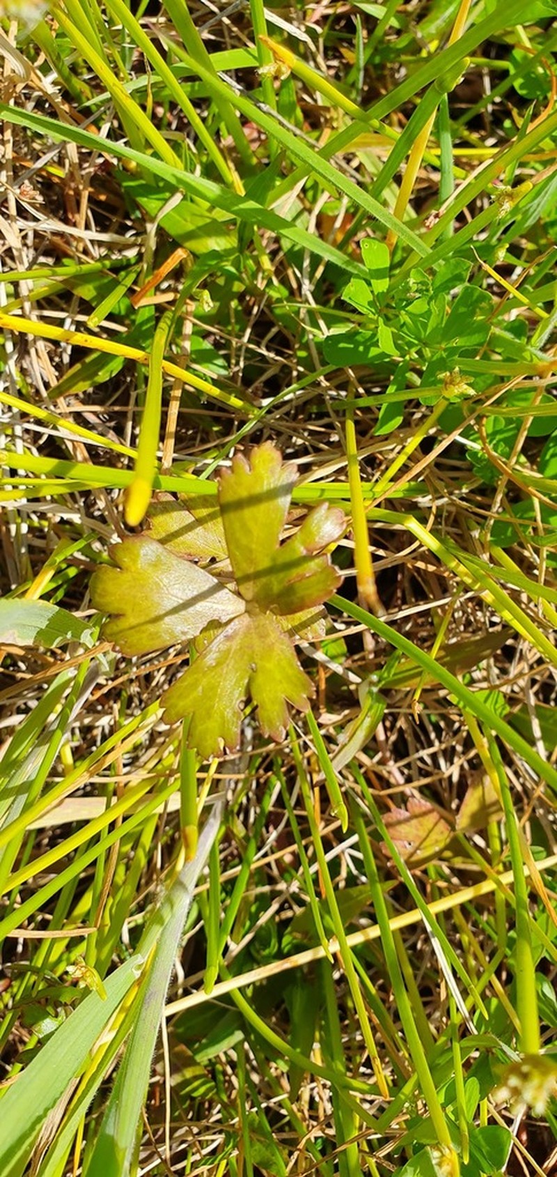 Ranunculus macropus photo 5