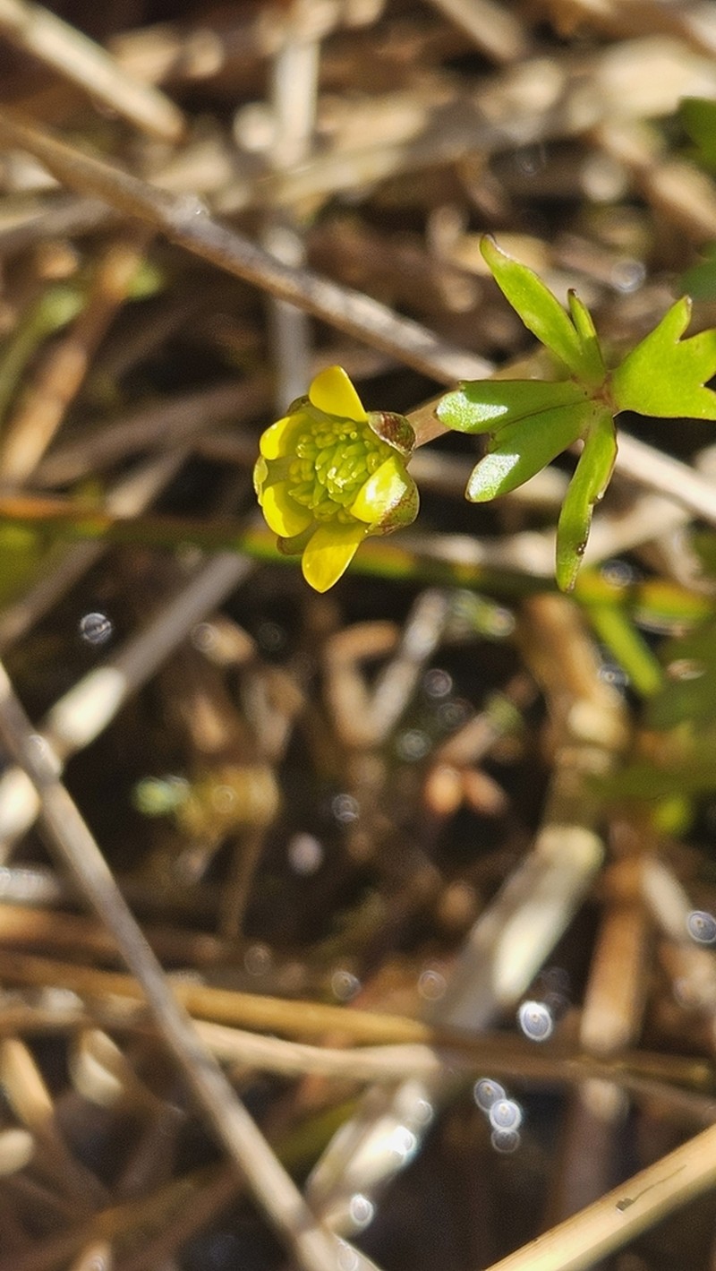 Ranunculus macropus photo 6
