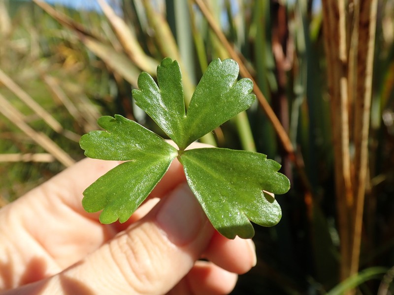 Ranunculus macropus photo 8