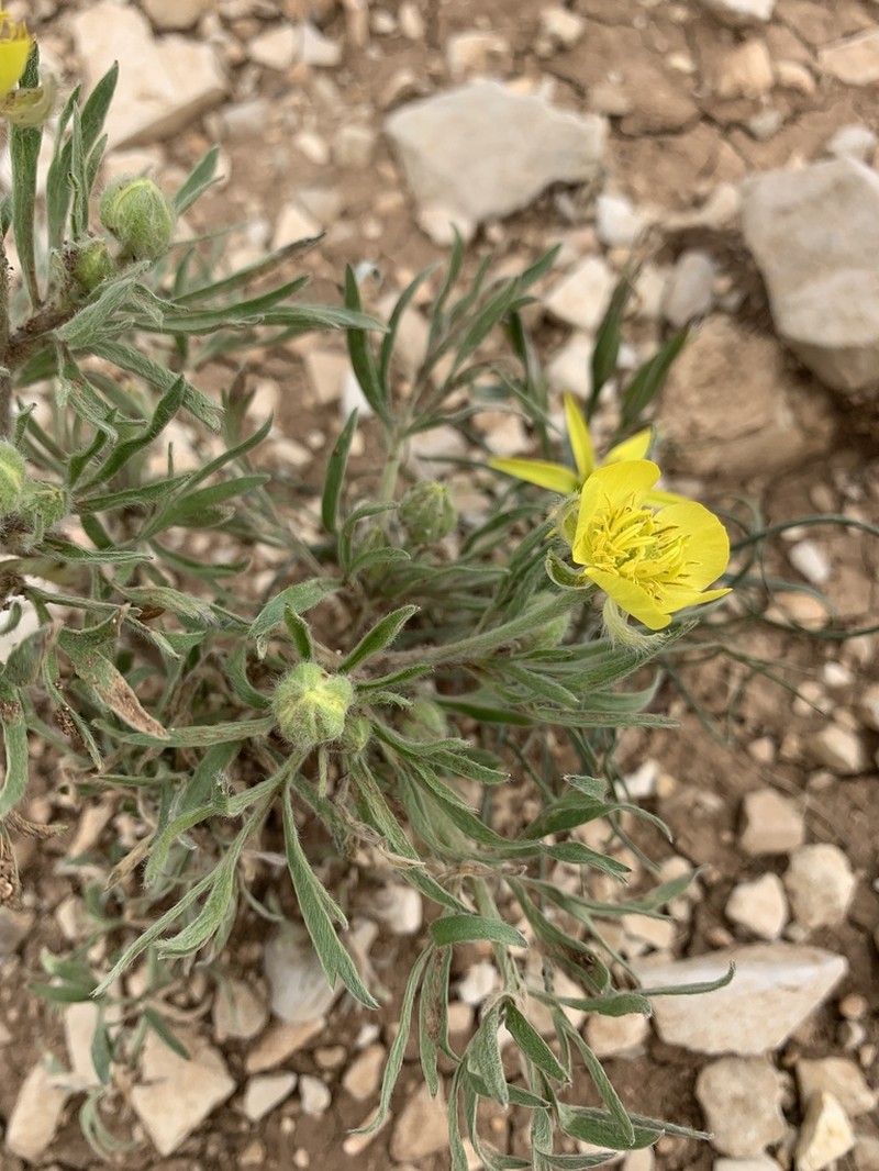 Ranunculus macrorrhynchus