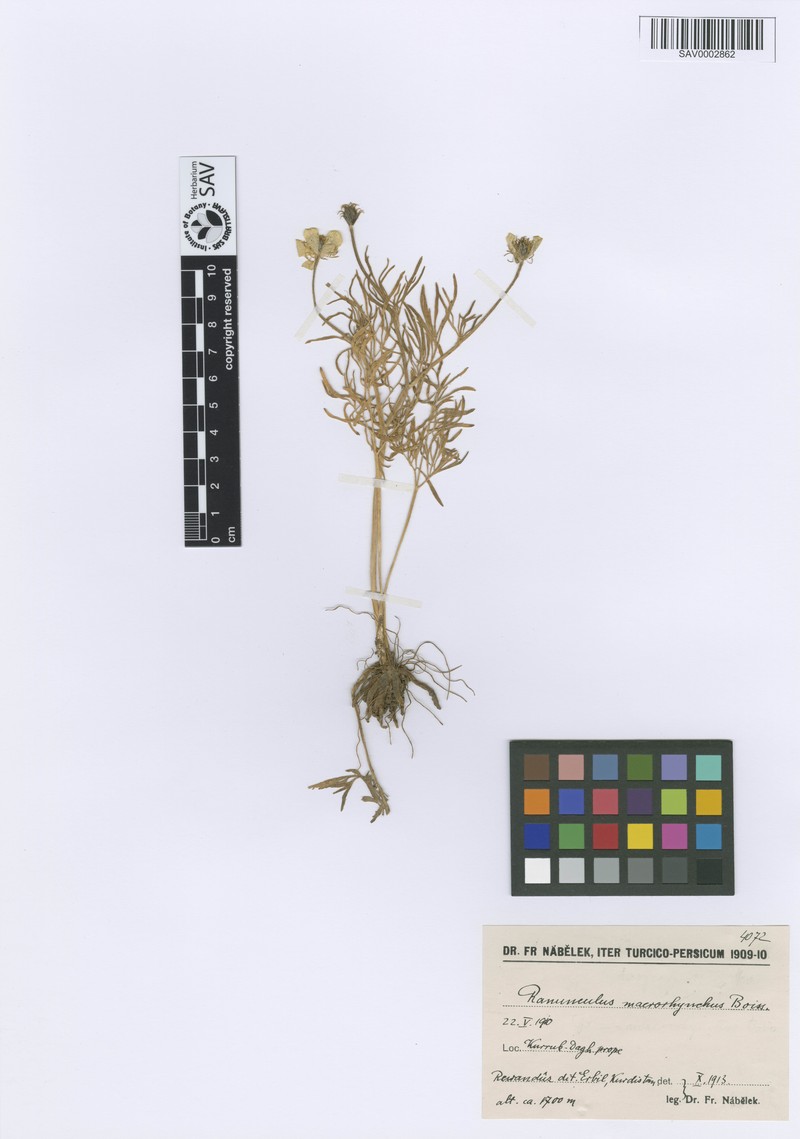 Ranunculus macrorrhynchus photo 3