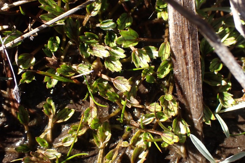 Ranunculus maculatus