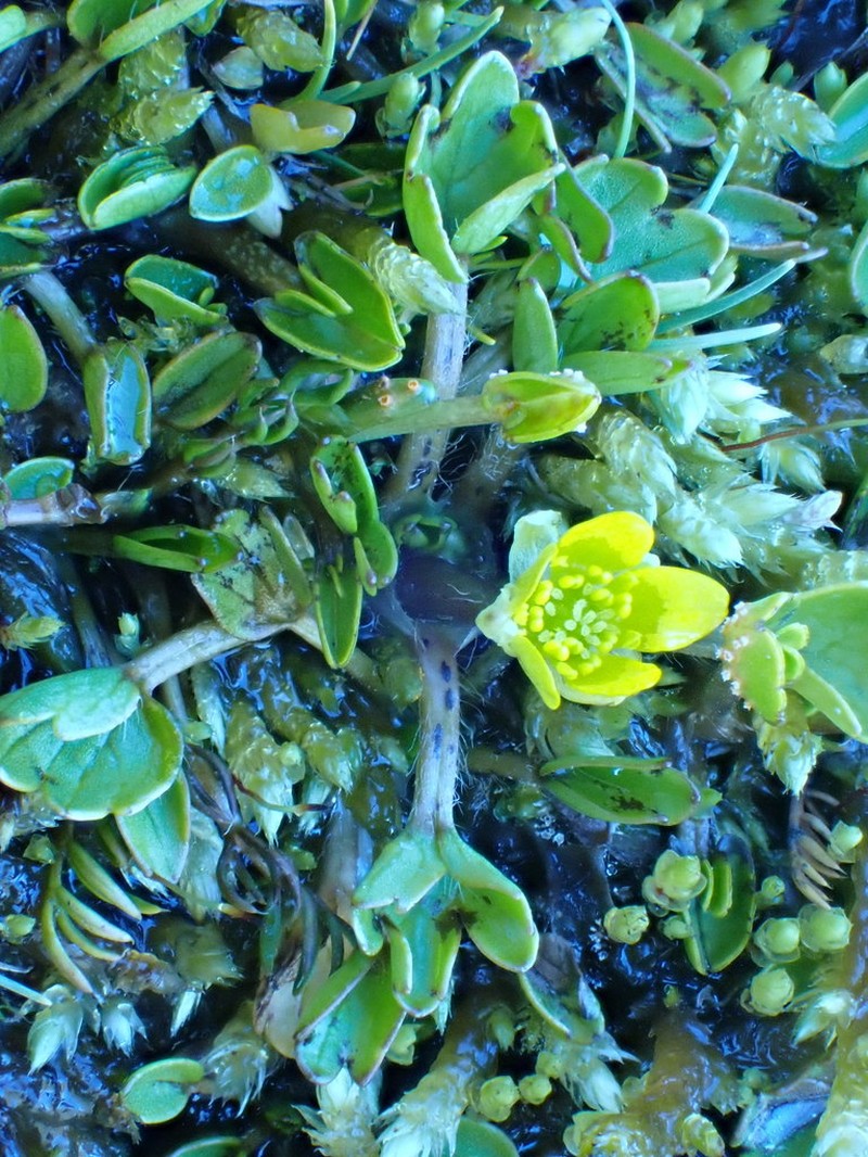 Ranunculus maculatus photo 2