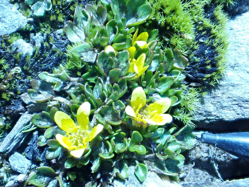Ranunculus maculatus photo 3