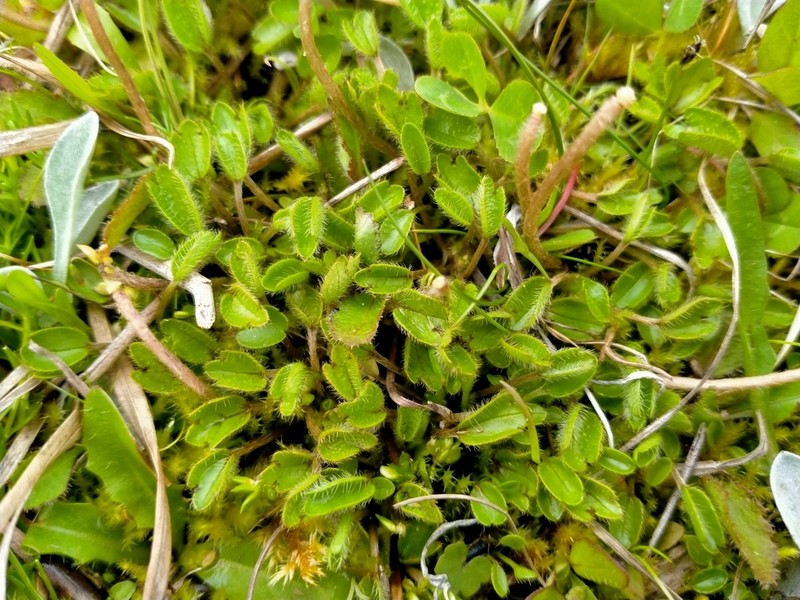 Ranunculus maculatus photo 4