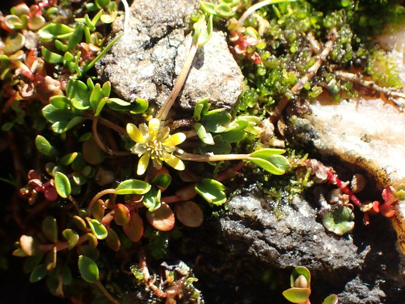 Ranunculus maculatus photo 5