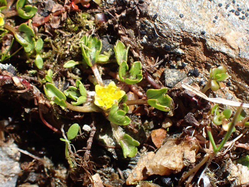 Ranunculus maculatus photo 7