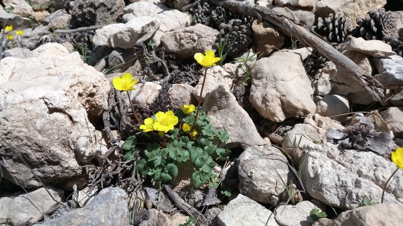 Ranunculus malessanus photo 2