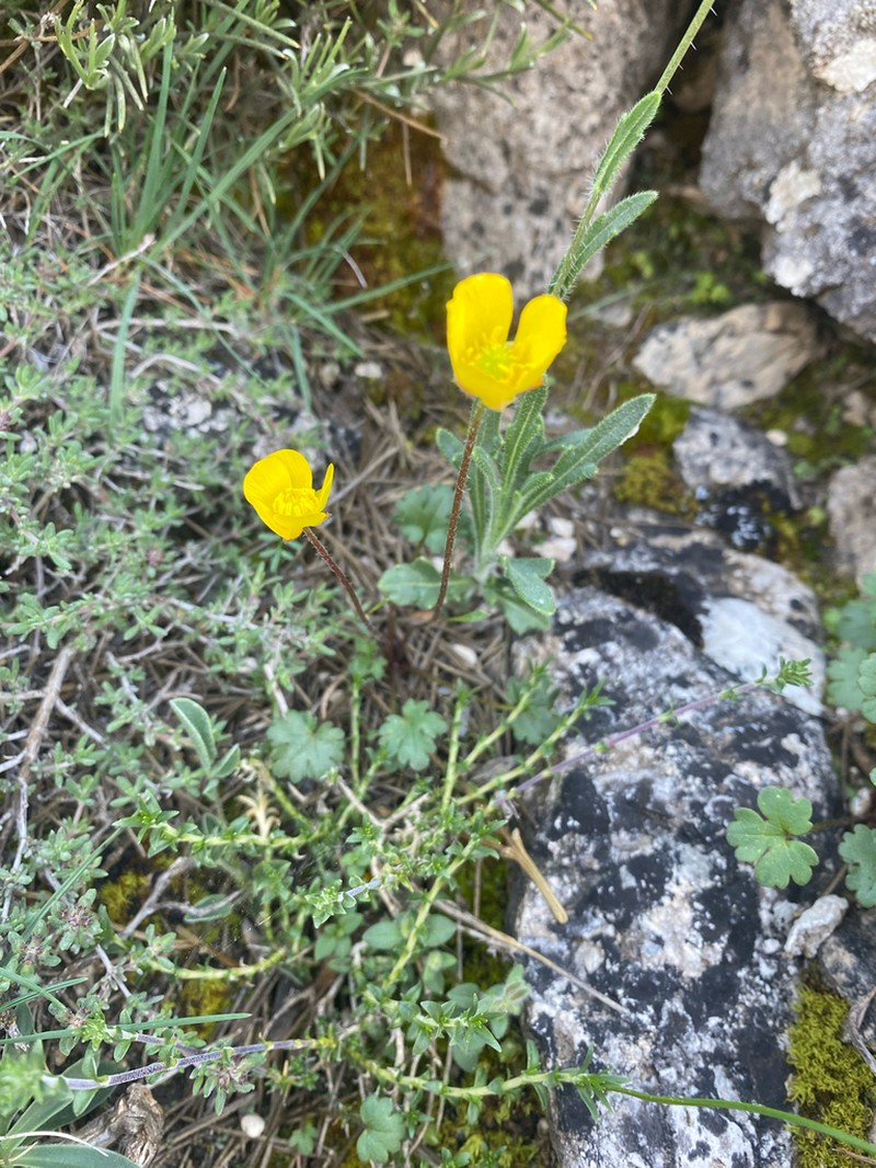 Ranunculus malessanus photo 3