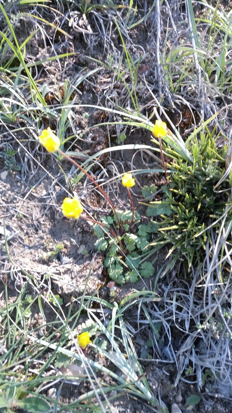 Ranunculus malessanus photo 4