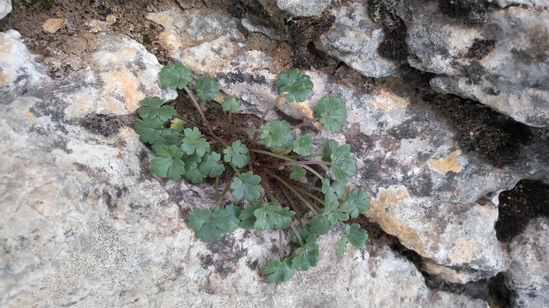 Ranunculus malessanus photo 5