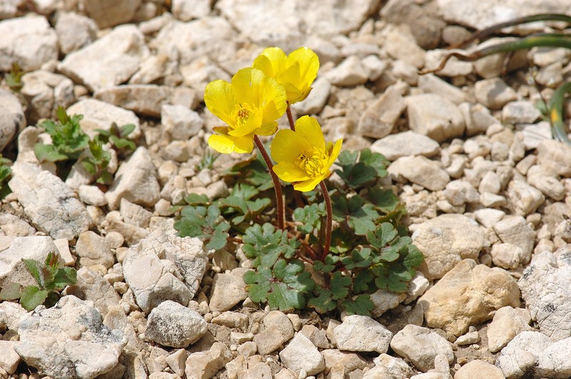 Ranunculus malessanus photo 6
