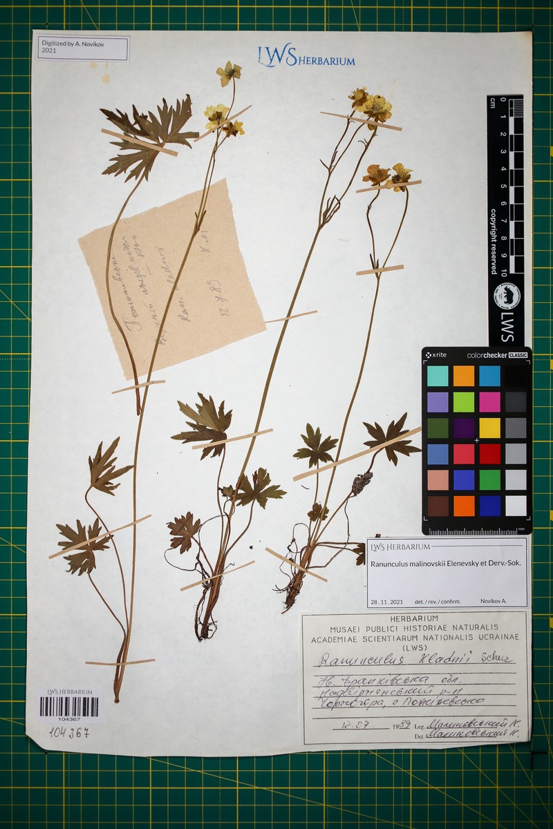 Ranunculus malinovskii