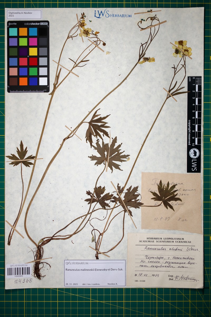 Ranunculus malinovskii photo 2